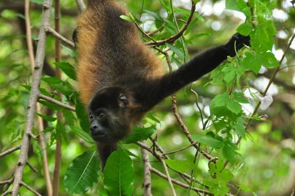 Macaco posa para fotos no Charco Verde, na Isla Ometepe, no lago Nicarágua, sul do país
